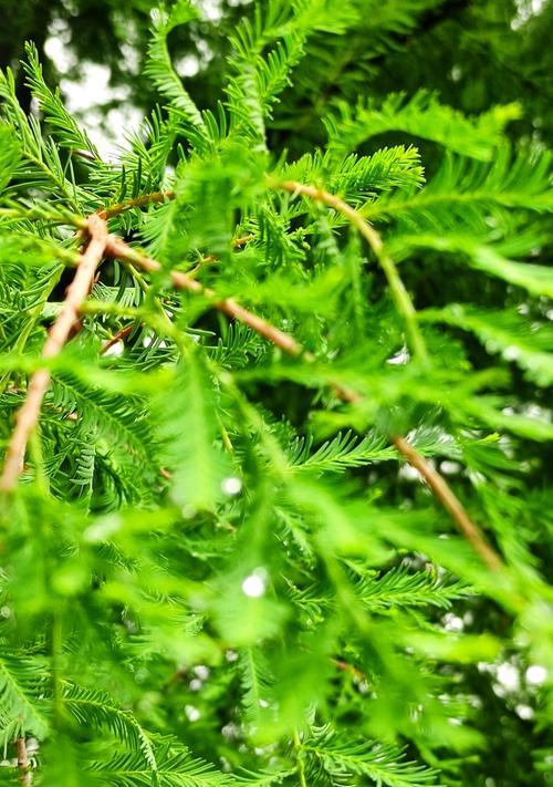 水杉夏天怎么浇水？夏季水杉的正确浇水方法是什么？