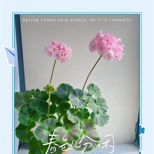 天竺葵黄土球小苗怎么养？如何进行正确的养护？