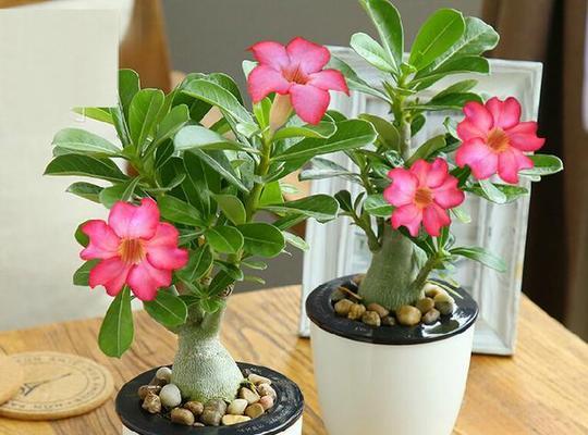 点种花卉不想浇水时有哪些替代方法？