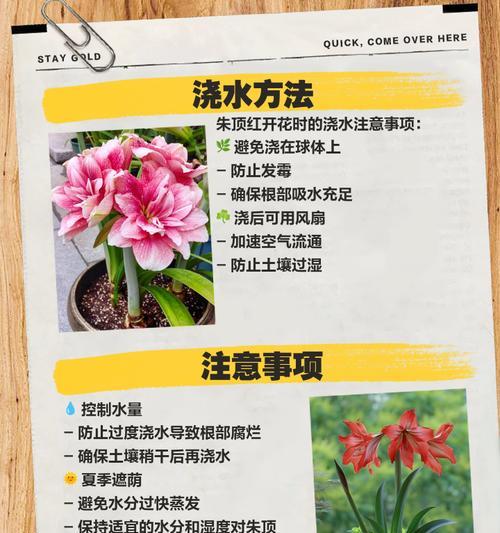 点种花卉不想浇水时有哪些替代方法？