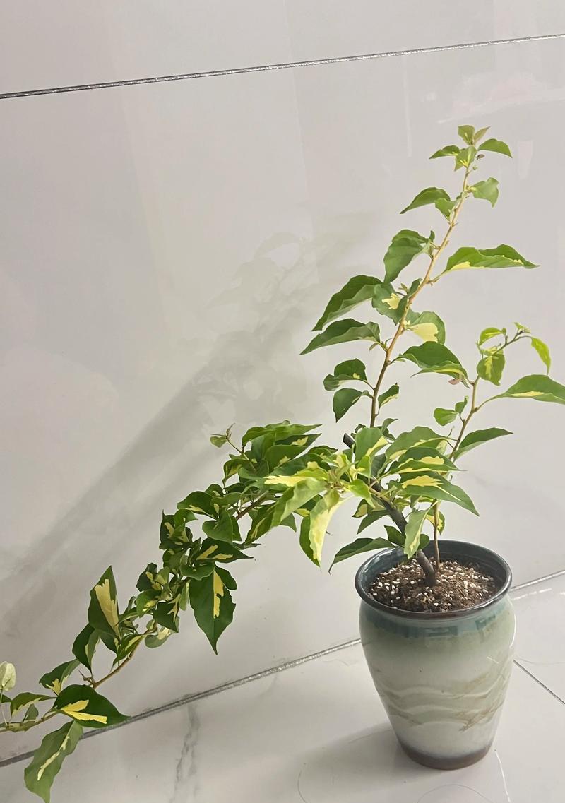 三角梅怎样才能容易开花？有哪些养花技巧？