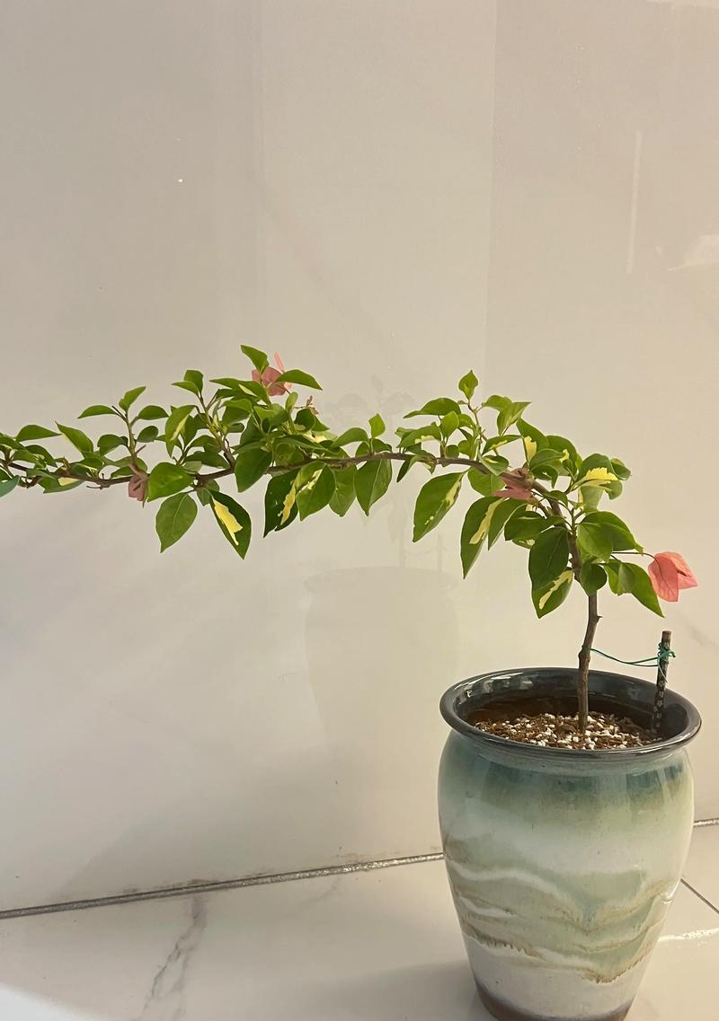 三角梅怎样才能容易开花？有哪些养花技巧？