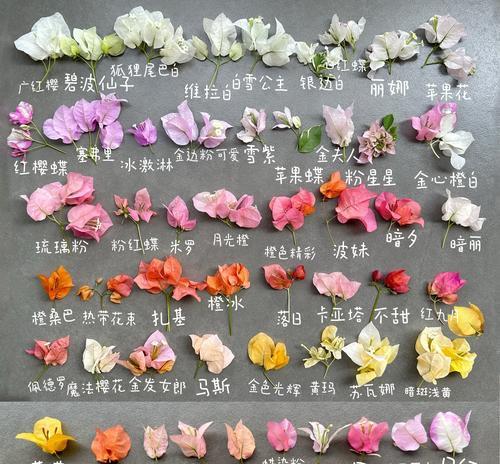 三角梅怎样才能容易开花？有哪些养花技巧？