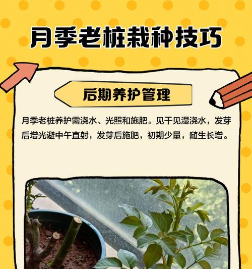 灌木月季地栽冬季怎么防护？冬季养护的注意事项有哪些？