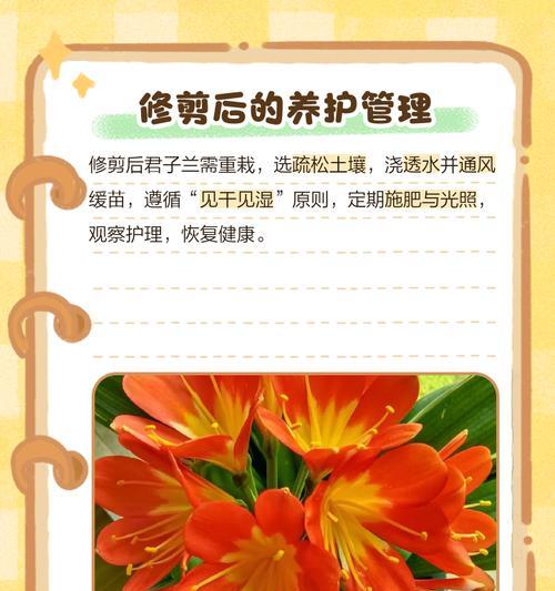 君子兰根部小芽的处理方法是什么？