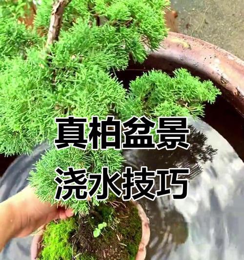 怎么看盆景是否浇透？判断盆景土壤湿度的有效方法是什么？