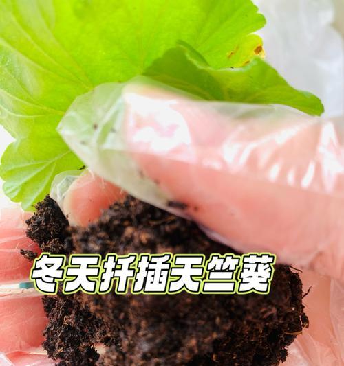 天竺葵剪枝促进多发枝条的方法是什么？