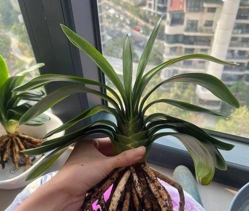 君子兰为何不宜使用胖花盆？