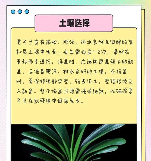 君子兰为何不宜使用胖花盆？
