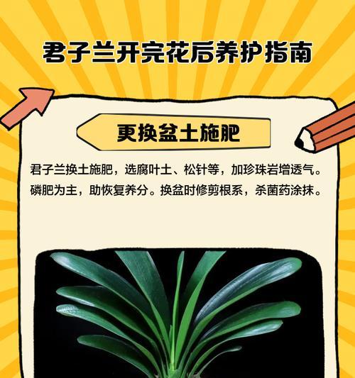 君子兰的花为什么让人讨厌？如何正确养护？