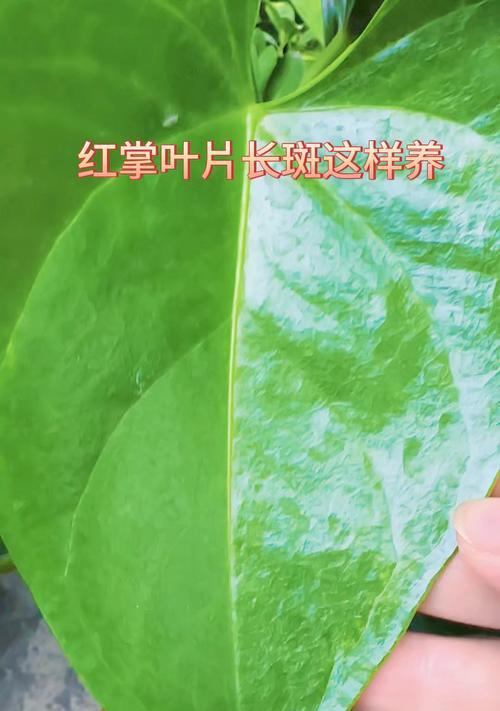 红掌叶子出现生锈斑发黄应如何处理？