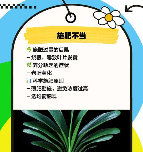 君子兰黄叶了怎么管理？黄叶的预防和处理方法有哪些？