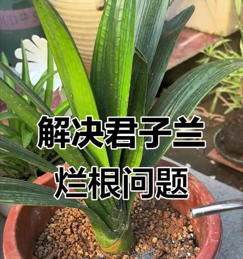 君子兰黄叶了怎么管理？黄叶的预防和处理方法有哪些？