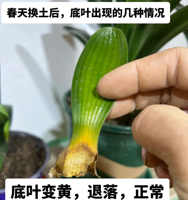 君子兰黄叶了怎么管理？黄叶的预防和处理方法有哪些？