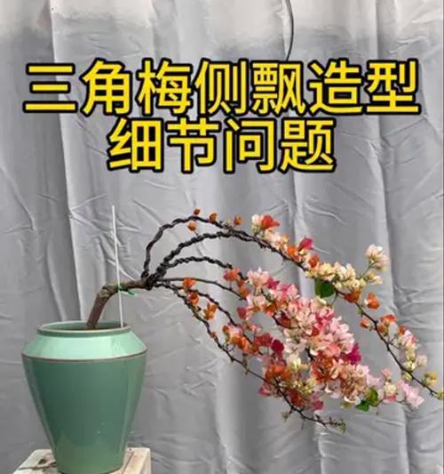 三角梅拉高飘怎么拉？如何进行有效的拉枝？