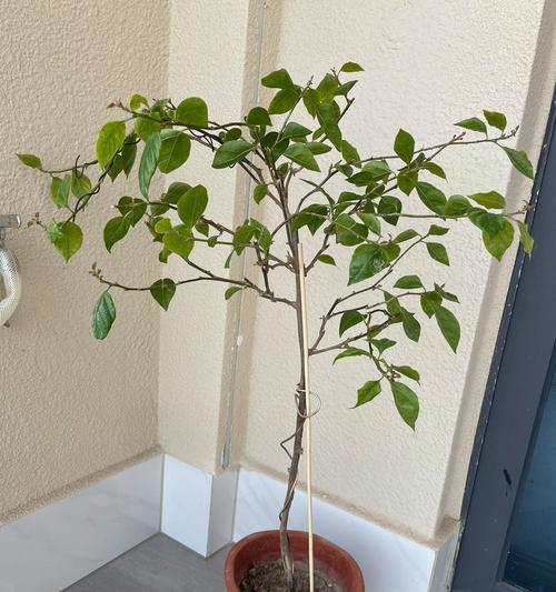 三角梅拉高飘怎么拉？如何进行有效的拉枝？
