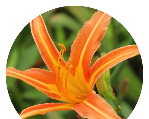 橙色塞维朱顶红的开花颜色是什么？