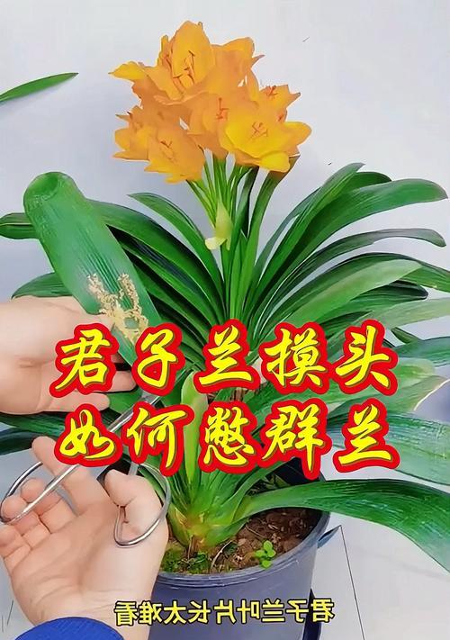 君子兰群兰如何养护才能顺利开花？