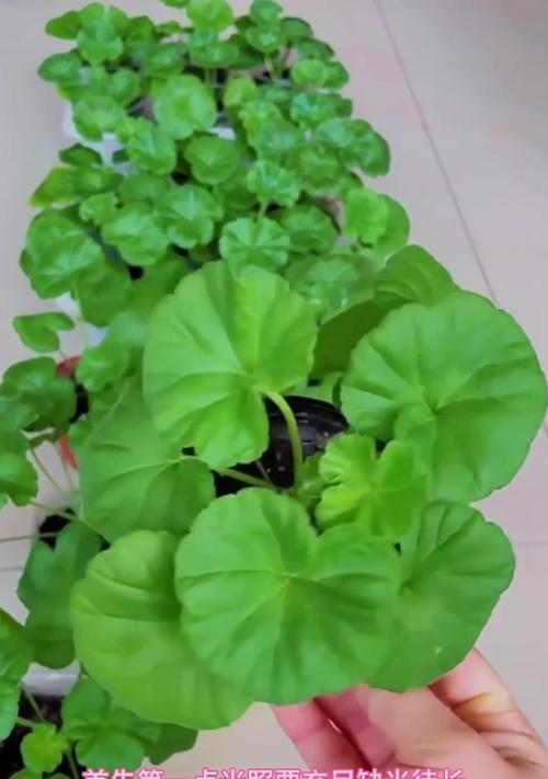 小花天竺葵在室内养殖的效果如何？