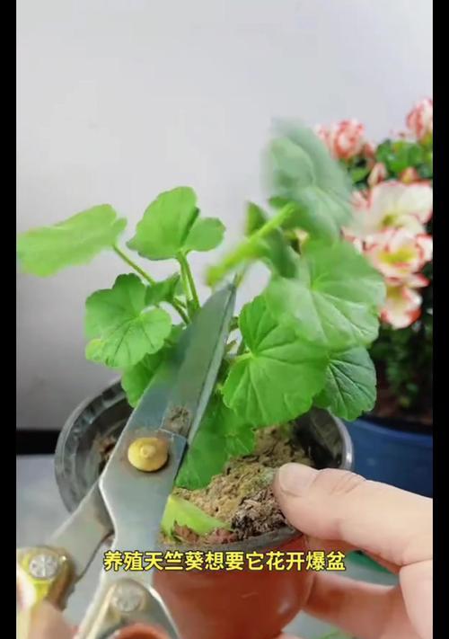 小花天竺葵在室内养殖的效果如何？
