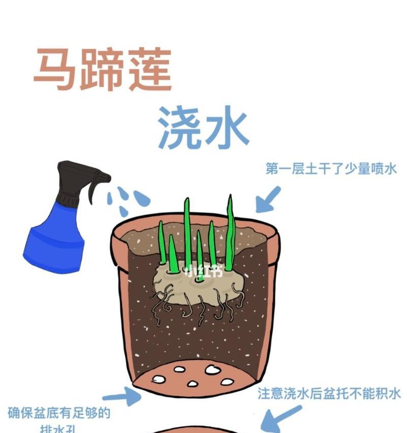 夏天如何正确为荷花浇水？