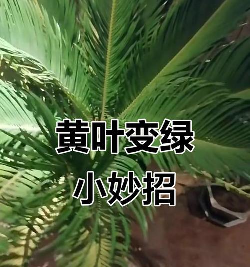铁树叶子发黄的解决方法是什么？