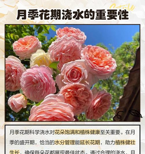 月季盛花期如何管理？怎样处理才能延长花期？