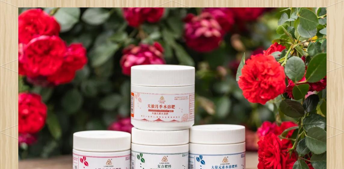 月季盛花期如何管理？怎样处理才能延长花期？