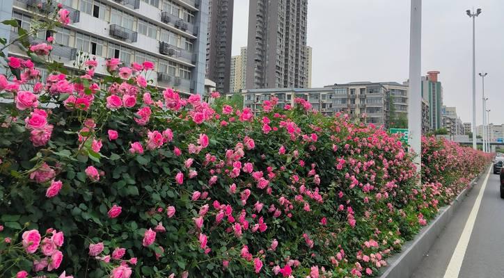 月季盛花期如何管理？怎样处理才能延长花期？