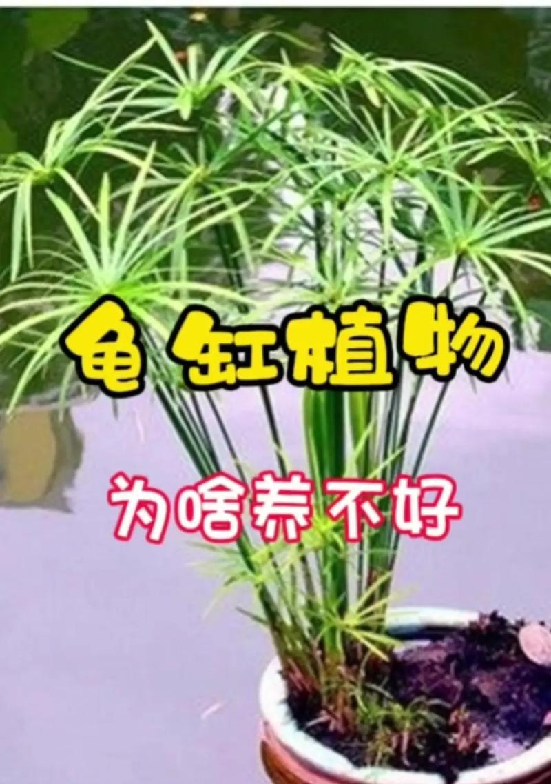 水竹叶子发黄并伴有臭味的解决方法是什么？
