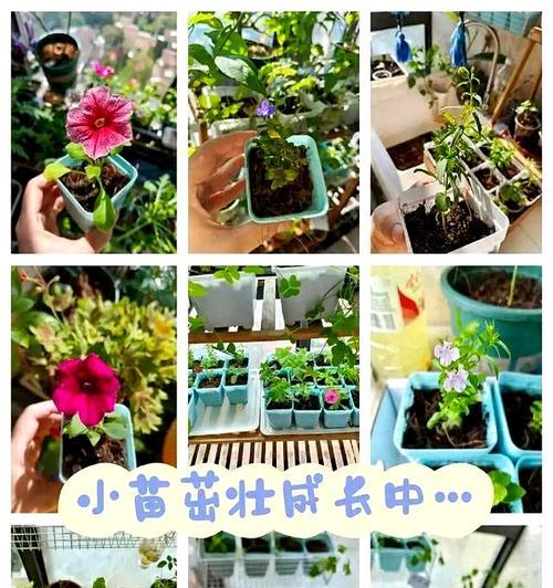花卉大苗繁殖需要多长时间？