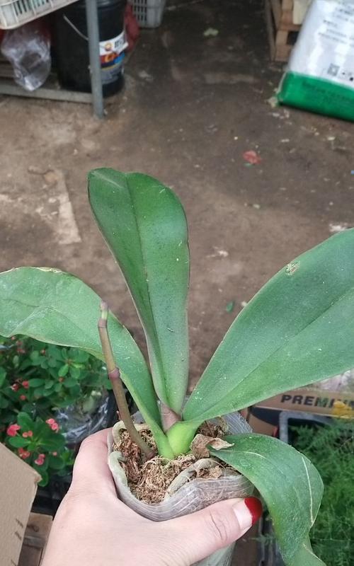 花卉大苗繁殖需要多长时间？