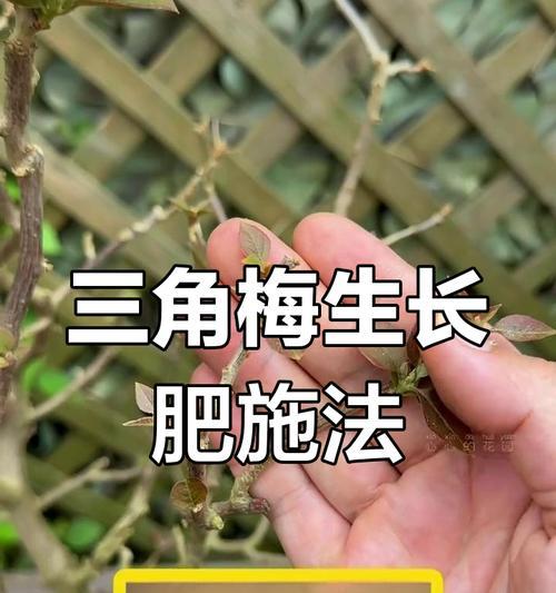 三角梅施肥方法是什么？如何正确为三角梅浇水施肥？