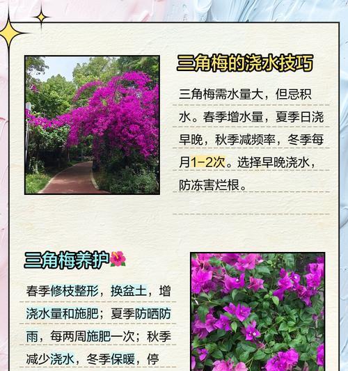 三角梅施肥方法是什么？如何正确为三角梅浇水施肥？