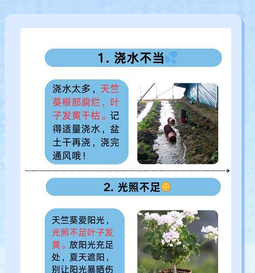 狗狗误食天竺葵怎么办？天竺葵对宠物有害吗？