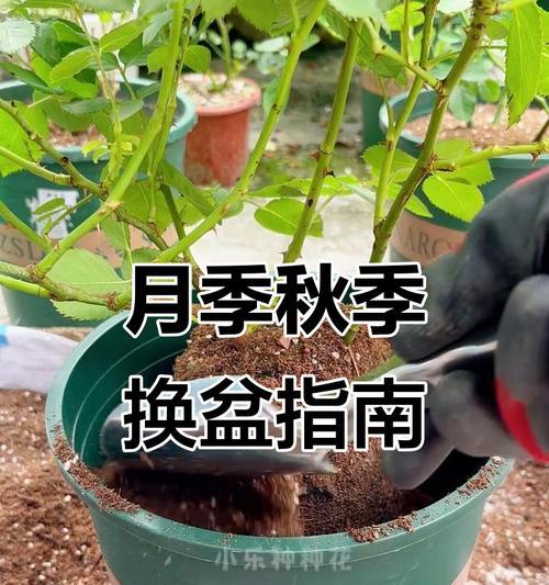 月季换盆后应该如何进行打理？