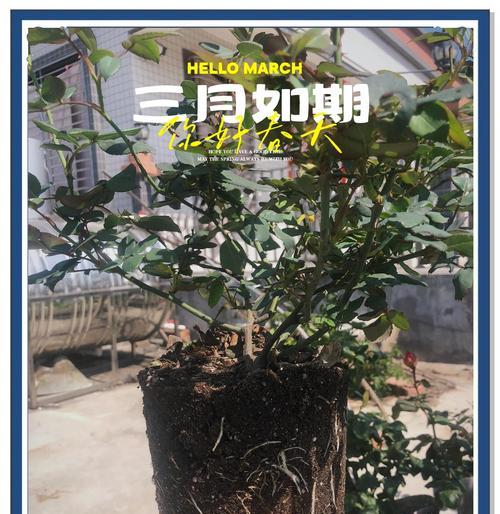 月季换盆后应该如何进行打理？