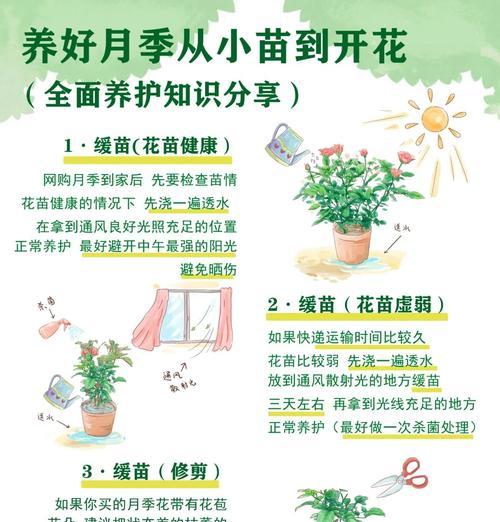 栏杆上种植月季？有哪些注意事项和技巧？