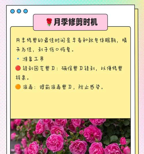 月季细软枝怎么修剪好看？修剪技巧有哪些？