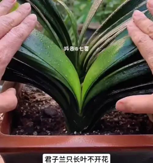 君子兰叶子软了如何立起来？君子兰叶子软的解决方法是什么？