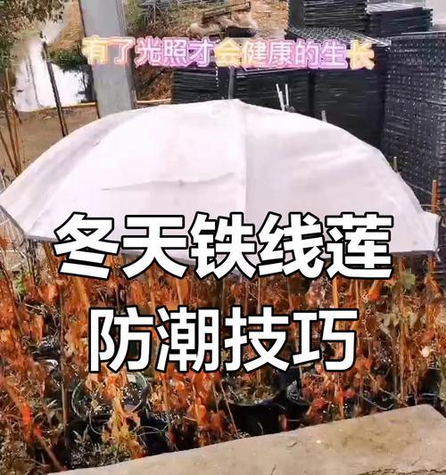 铁线莲冬季烂根长毛的原因是什么？