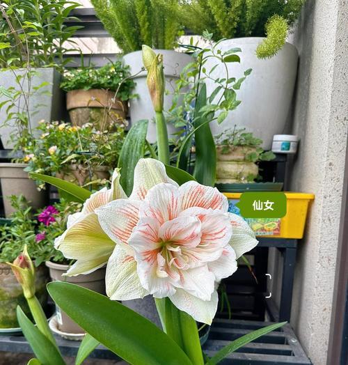 朱顶红相似花苗有哪些？