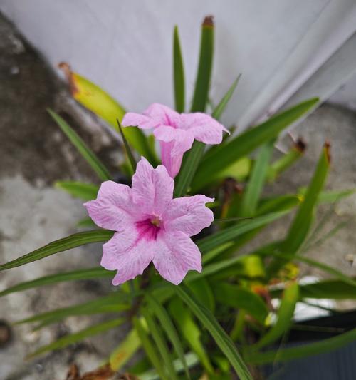 朱顶红相似花苗有哪些？