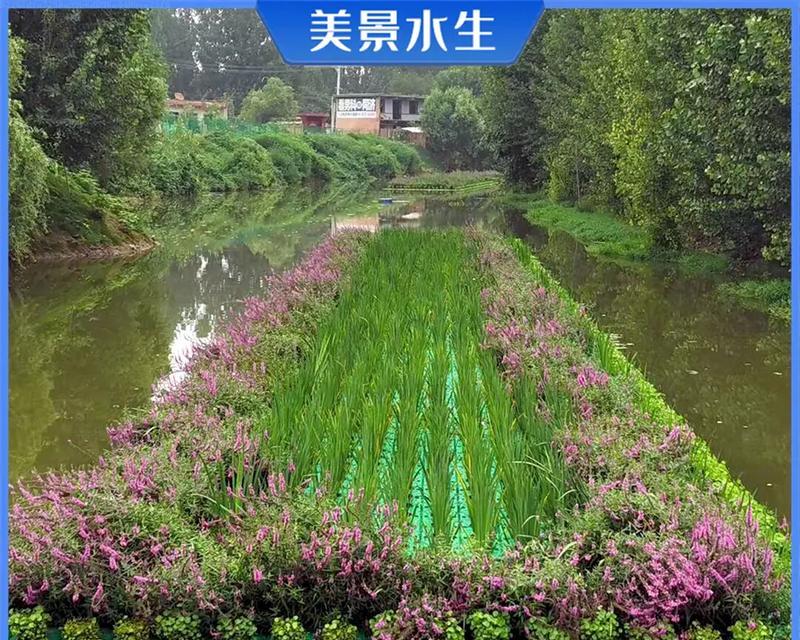 东北适合种植哪些水生植物？特点是什么？
