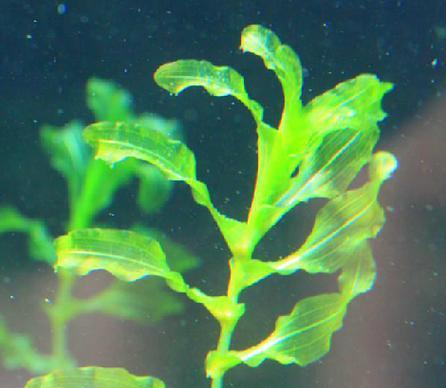 东北适合种植哪些水生植物？特点是什么？