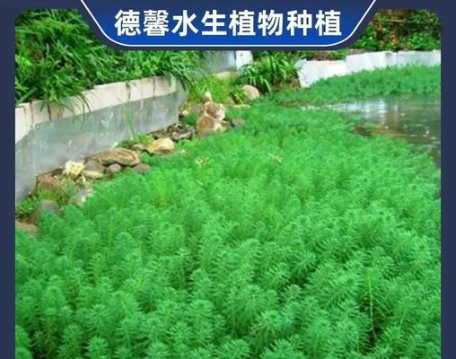 东北适合种植哪些水生植物？特点是什么？