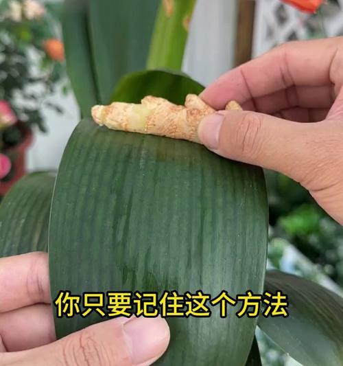 君子兰专用促箭液使用方法是什么？