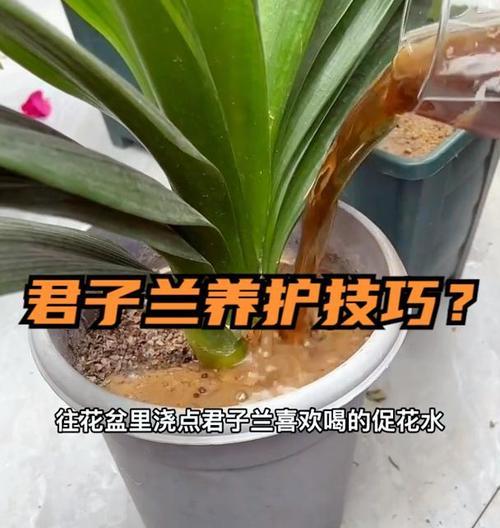 君子兰专用促箭液使用方法是什么？