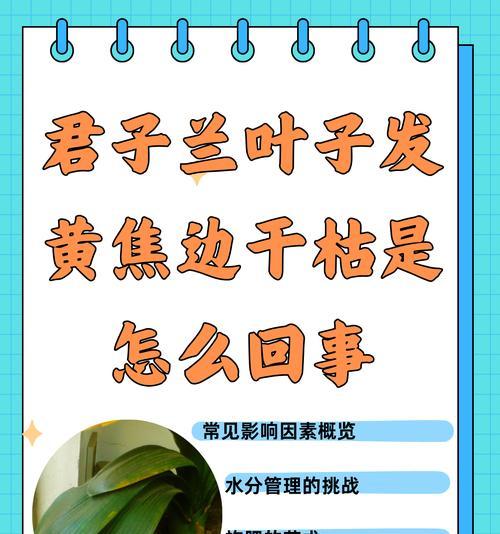 君子兰卷叶边是什么原因造成的？如何处理？