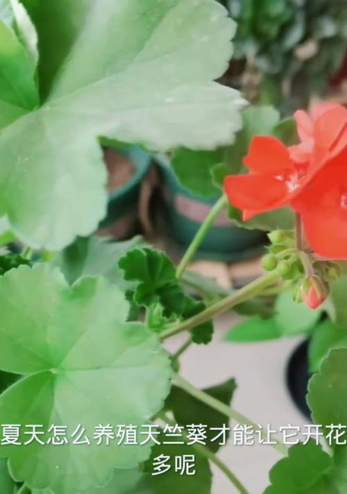 天竺葵如何爆花？养出爆花天竺葵的秘诀是什么？